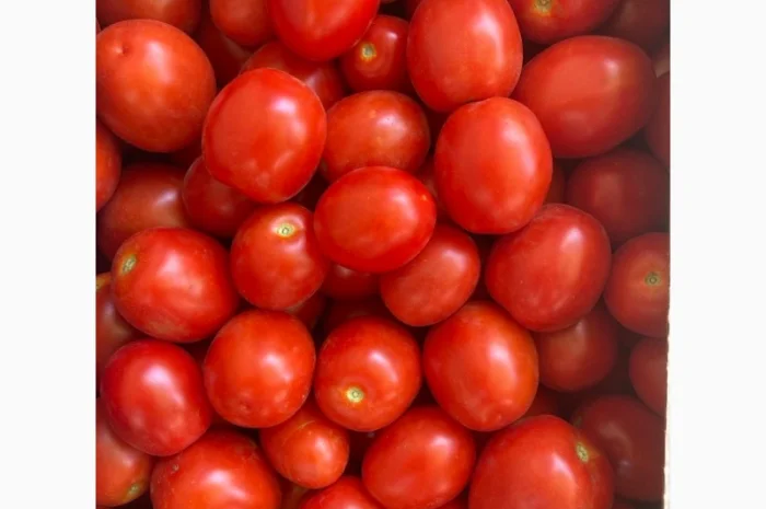 Продам помідори Слівка, сорт Фабер- фото № 1