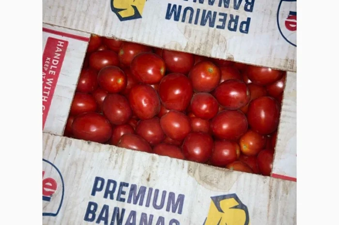 Продам помідори Слівка, сорт Фабер- фото № 2