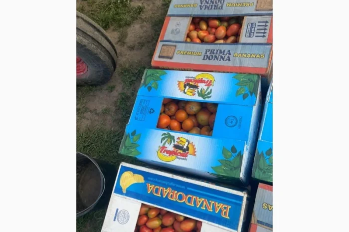 Продам помідор з поля- фото № 1