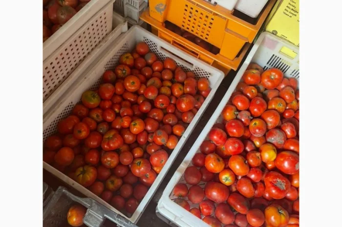 Продам помідор з поля- фото № 3