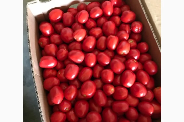 Продам помідор сливку Пʼєтра Росса- фото № 1