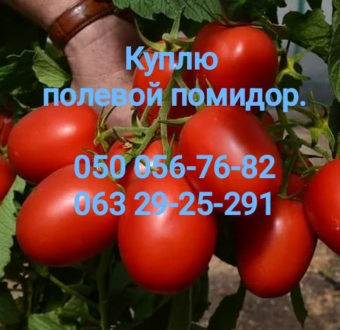 Куплю полевой помидор- фото № 1