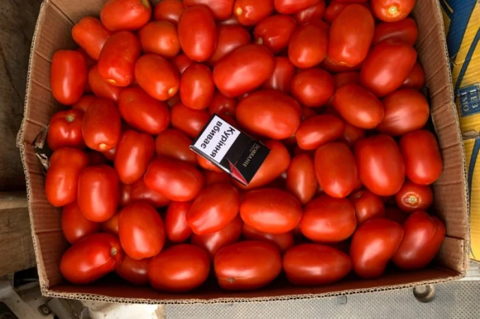 Помідор опт- фото № 1