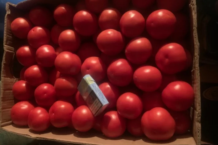 Помідор опт- фото № 2