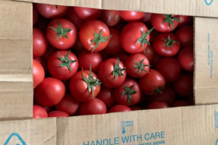 Помідор опт- фото № 3