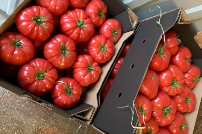 Продам рожевий тепличний помідор- фото № 1