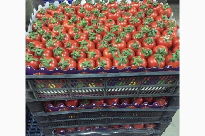 Помидор kokteyl- фото № 1