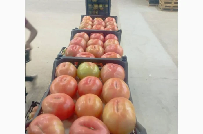 Предлагаем Томат- фото № 1