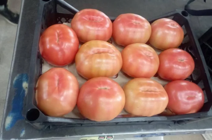 Предлагаем Томат- фото № 2
