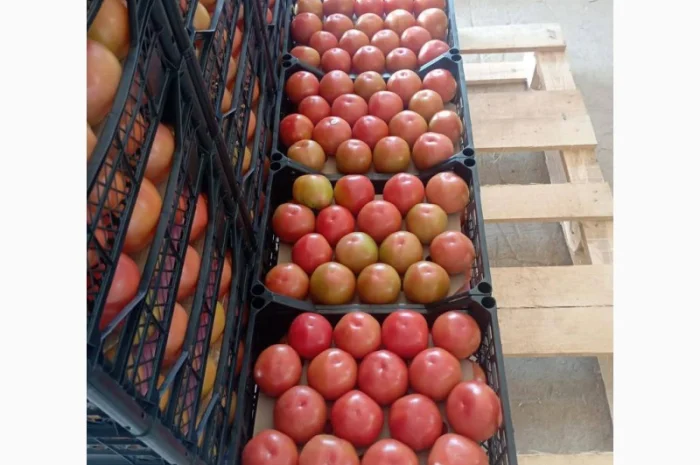 Предлагаем Томат- фото № 3