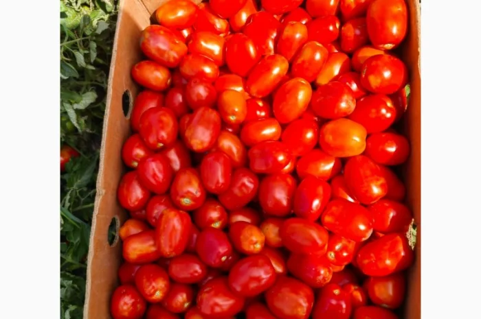 Продам помидоры- фото № 1