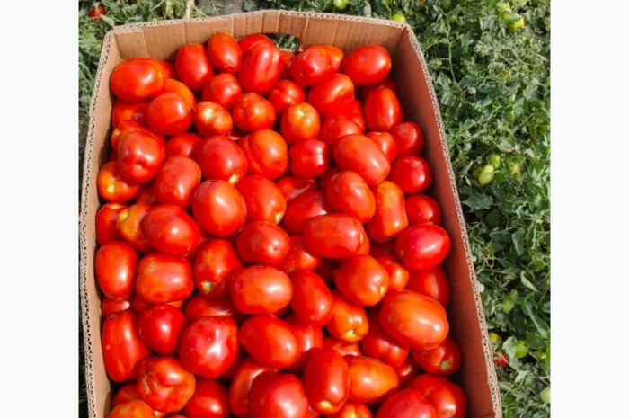 Продам помидоры- фото № 2