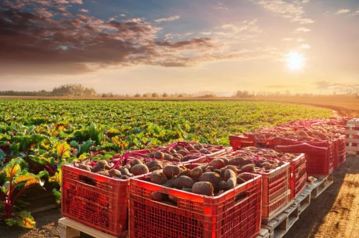 Закупівля свекли ТОВ "Агрофреш груп"- фото № 1