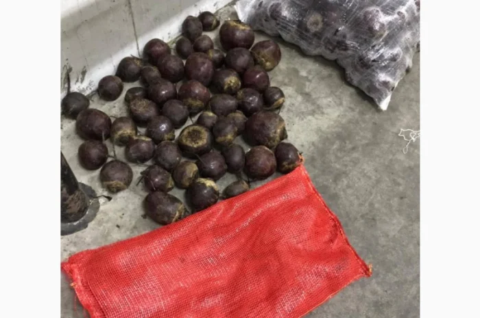 Буряк молодий, оптова продажа- фото № 1