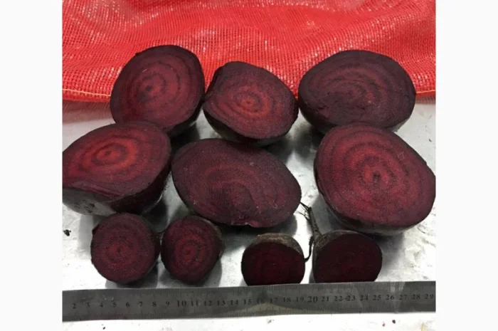 Буряк молодий, оптова продажа- фото № 2
