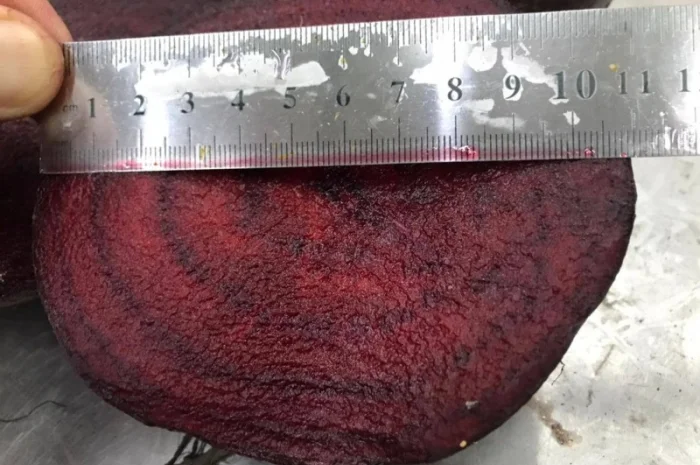 Буряк молодий, оптова продажа- фото № 3