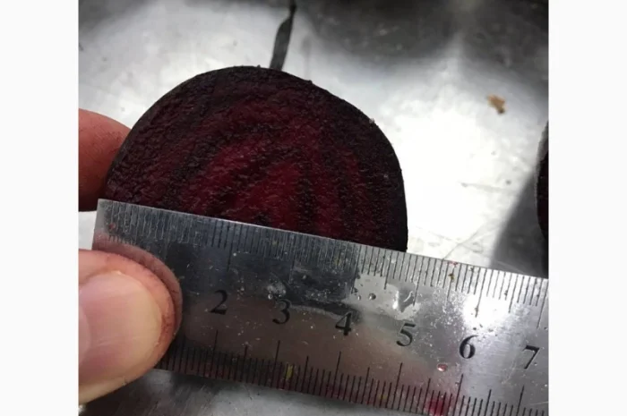 Буряк молодий, оптова продажа- фото № 5