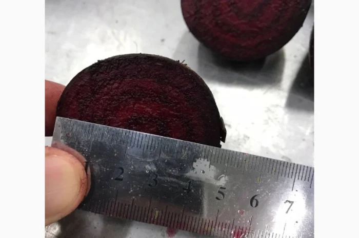 Буряк молодий, оптова продажа- фото № 6