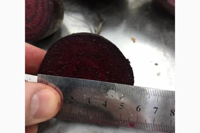 Буряк молодий, оптова продажа- фото № 7