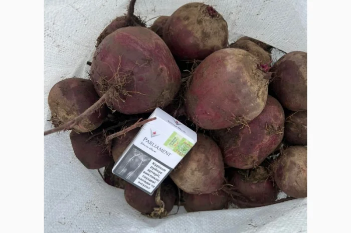 Куплю Буряк оптом для супермаркетів- фото № 2