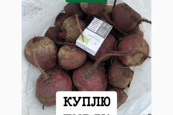 Куплю Буряк оптом для супермаркетів- фото № 1