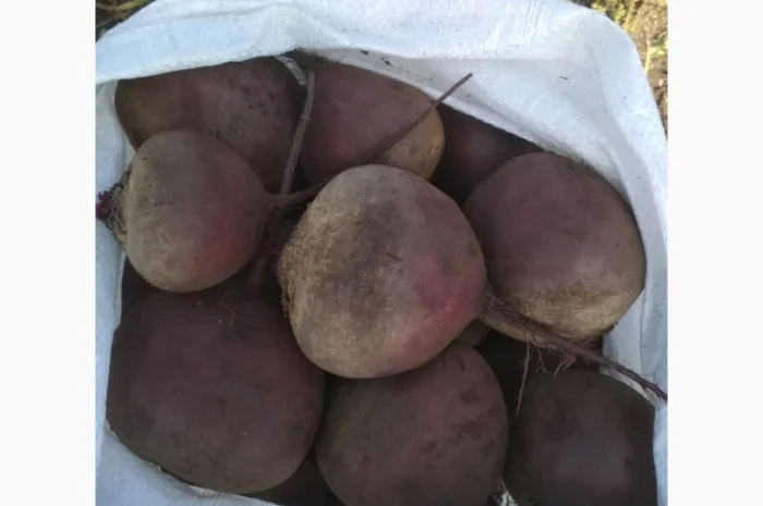 Куплю Буряк оптом для супермаркетів- фото № 3