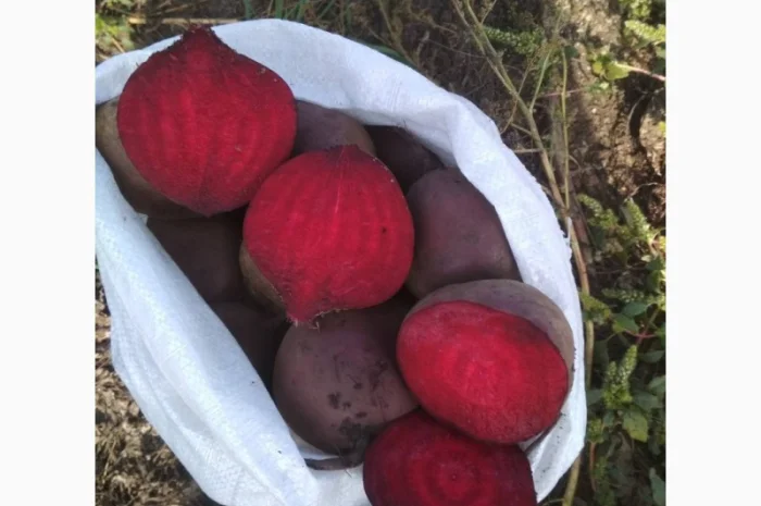 Куплю Буряк оптом для супермаркетів- фото № 4