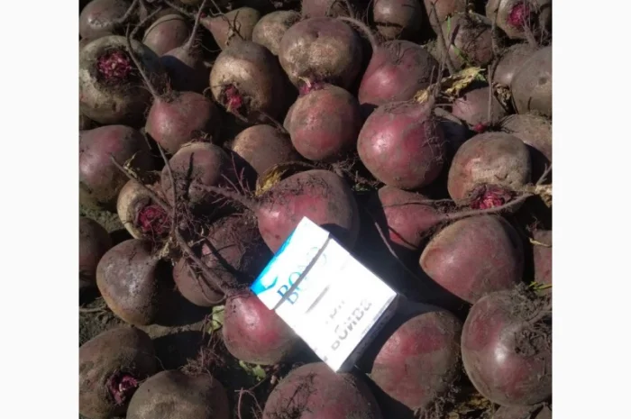 Куплю Буряк оптом для супермаркетів- фото № 5