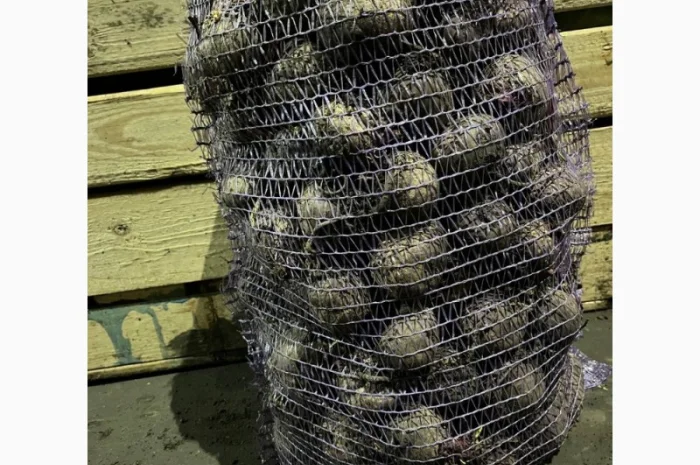 Свекла на продажу- фото № 1