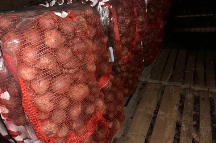 Продаю буряк оптом- фото № 1