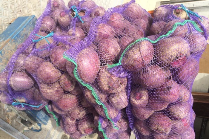 Продаю свеклу сорту Пабло- фото № 1