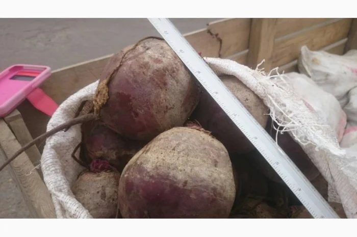 Продаж буряків оптом- фото № 1