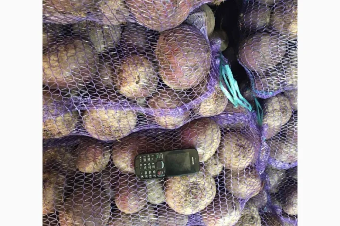 Продаж буряків сорт Зеппо оптом- фото № 1