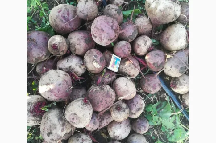 Товарні буряки сорту Зеппо оптом- фото № 1