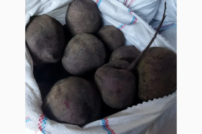 Продаю буряк столовий- фото № 2