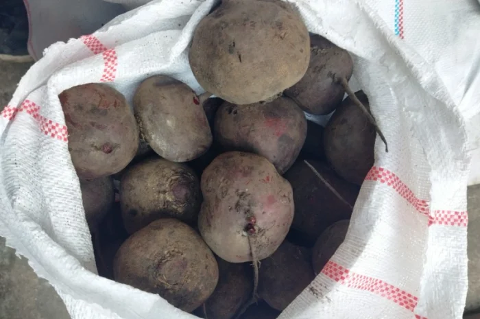 Продаю буряк столовий- фото № 3