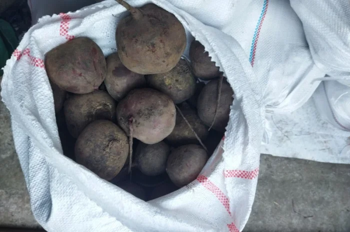 Продаю буряк столовий- фото № 4