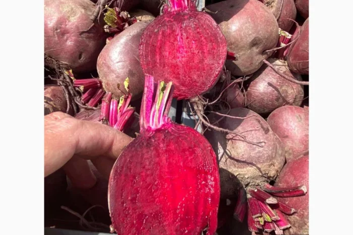 Свіжа свекла від українського виробника- фото № 1