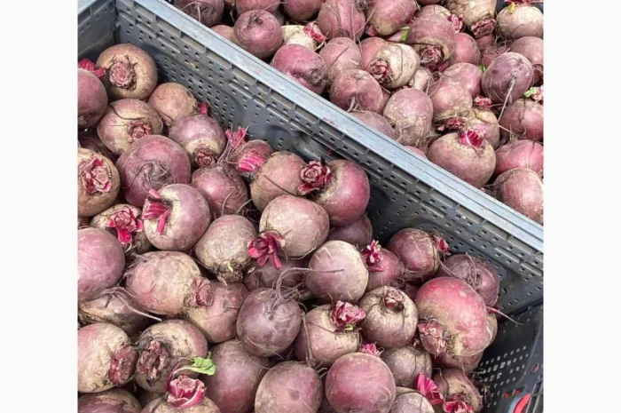 Свіжа свекла від українського виробника- фото № 2