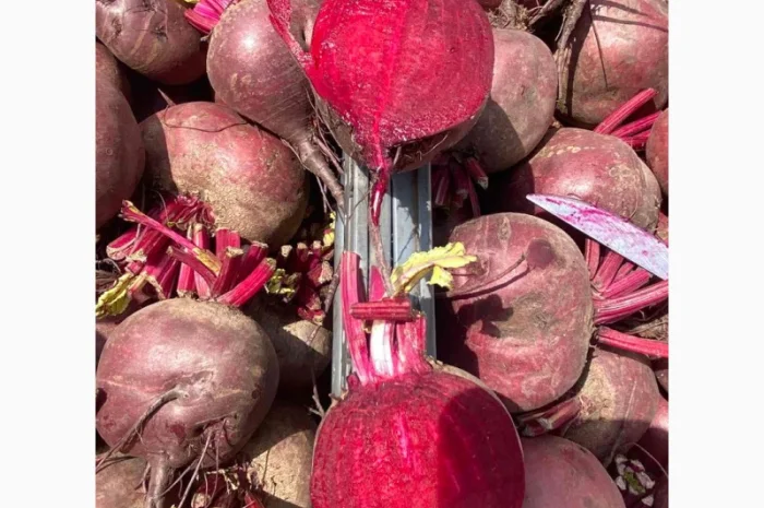 Свіжа свекла від українського виробника- фото № 3