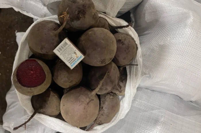 Продаж буряка столового- фото № 1