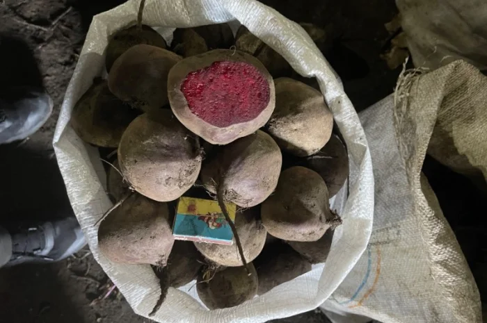 Продаж буряка столового- фото № 3