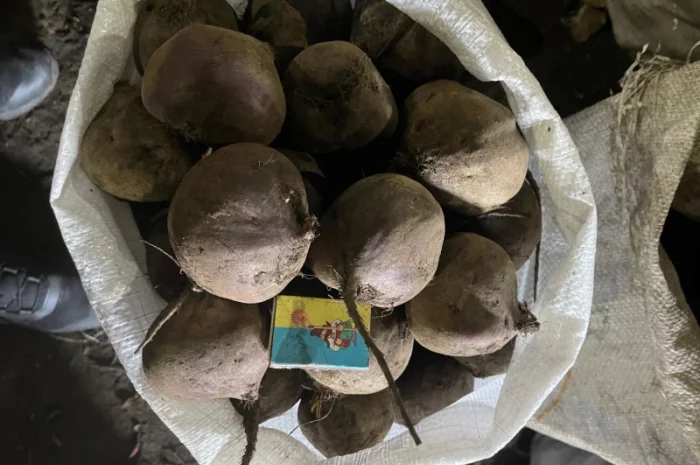 Продаж буряка столового- фото № 4