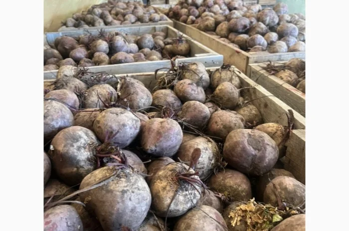 Продаю крупний буряк- фото № 1