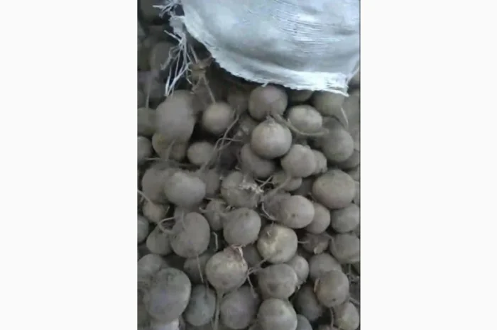 Продам буряк- фото № 1