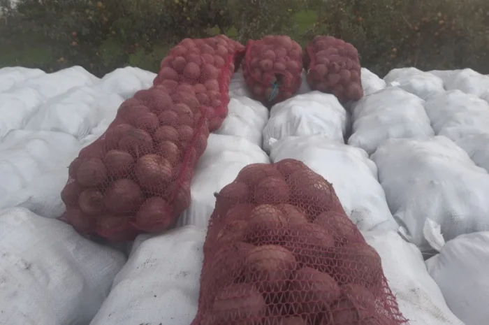 Продаємо буряк- фото № 2