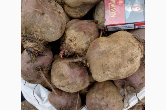 Продаём буряк сорт "Пабло" 2 сорт- фото № 1