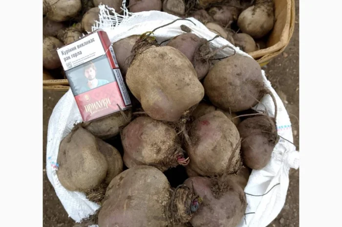 Продаём буряк сорт "Пабло" 2 сорт- фото № 3