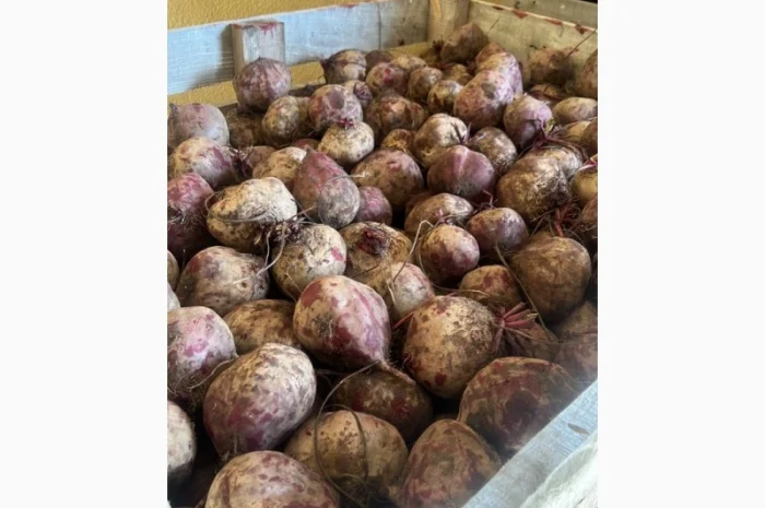 Буряк столовий крупний оптом- фото № 1