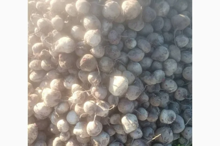 Продам столовий буряк оптом сорт Детройт, калібр 6-10, від 20 тонн- фото № 1